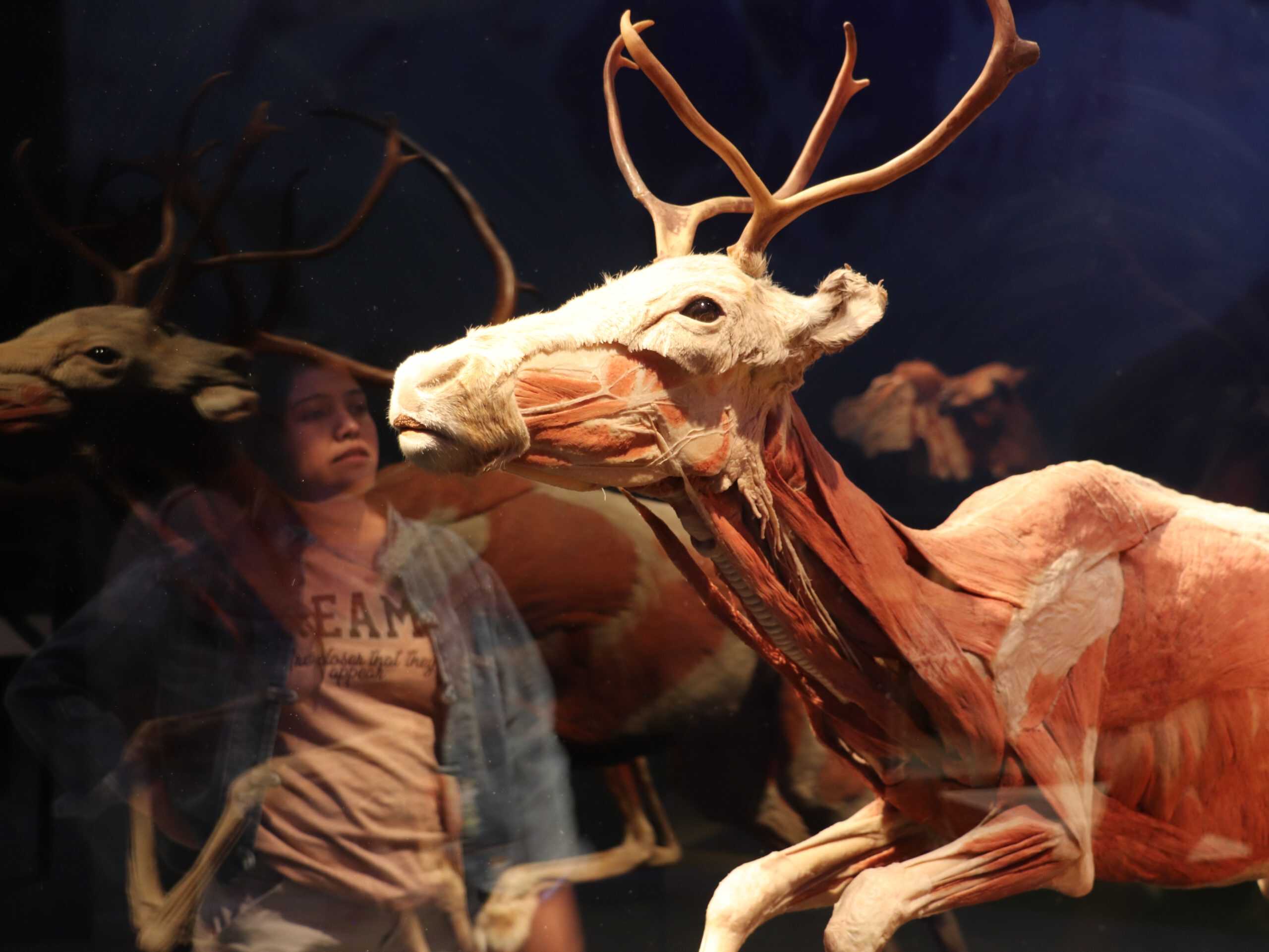 Explora invita a vivir los últimos días de feria con la exposición internacional Animal Inside Out