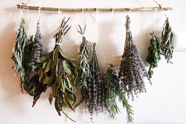 Plantas medicinales de invierno: aliados naturales para aliviar malestares del frío